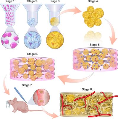 Biofabrication of Prevascularised Hypertrophic Cartilage Microtissues for Bone Tissue Engineering